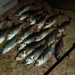 (尺アジ)フロートゲーム