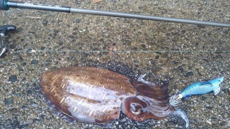 初ゲット～✌️…