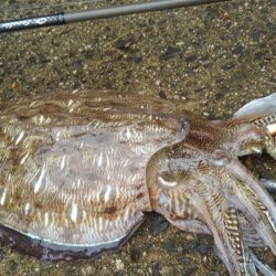 サイトでキャッチ～✌️