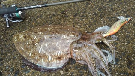 サイトでキャッチ～✌…