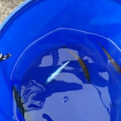 ショアジギ連敗