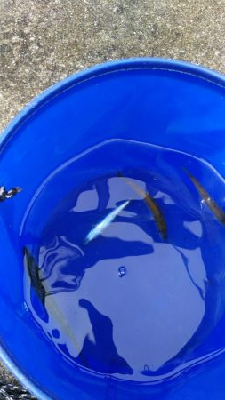 ショアジギ連敗