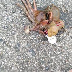 ショアジギング連敗更新中