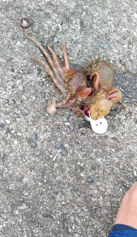 ショアジギング連敗更新中