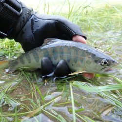 増水が吉と出て