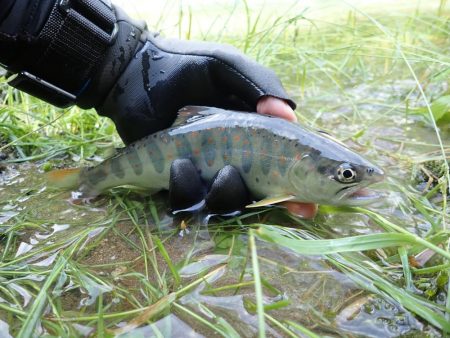 増水が吉と出て