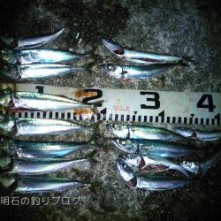 小サバ入れ食い