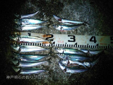 小サバ入れ食い