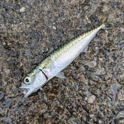 初めての海辺つり公園！