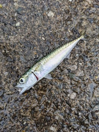 初めての海辺つり公園！