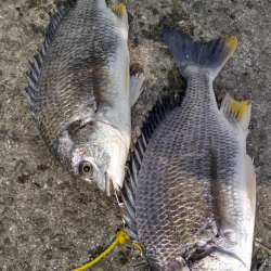 元気なキビレ！