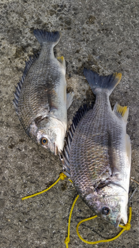 元気なキビレ！