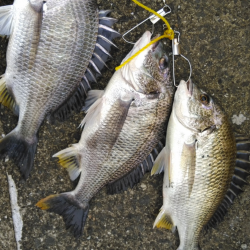 元気なキビレがおおい。