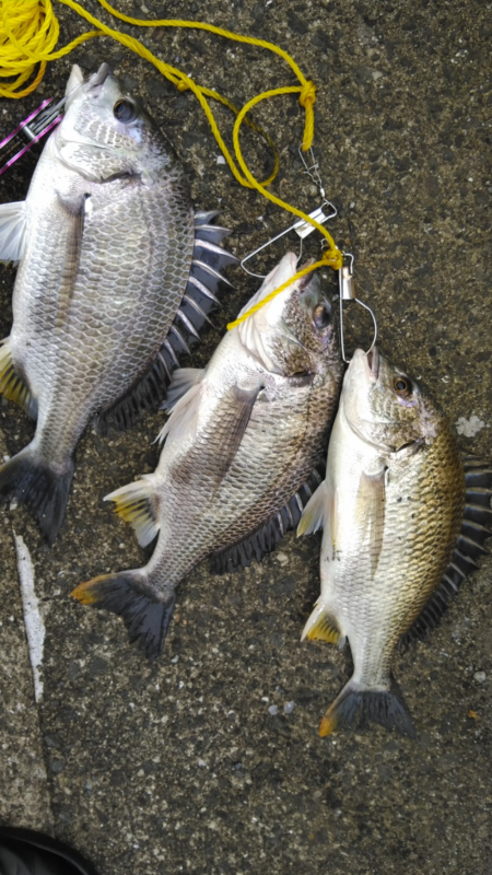 元気なキビレがおおい。