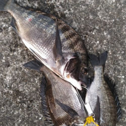 チヌ連発。あいたかったぁ！