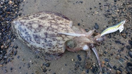 サーフでモンゴウ時合い