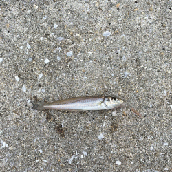 干潮激濁りで姫路キス釣り