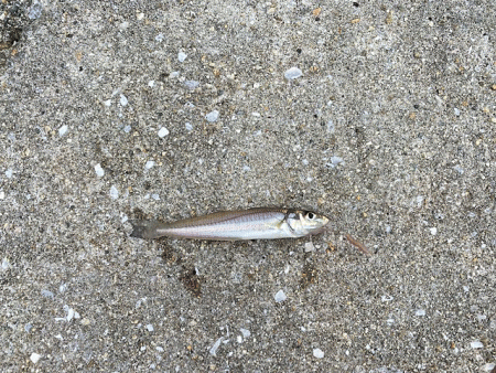 干潮激濁りで姫路キス釣り