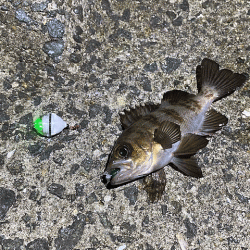姫路梅雨メバル激渋