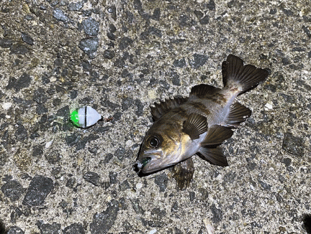 姫路梅雨メバル激渋