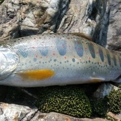 引原川本流で良型アマゴゲット！