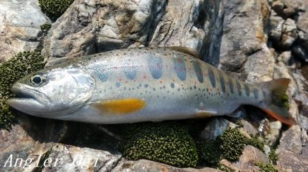 引原川本流で良型アマゴゲット！