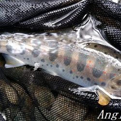 先行者の後、釣りこぼしを拾う釣り