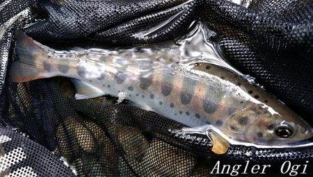 先行者の後、釣りこぼしを拾う釣り