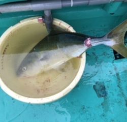 泉州丸さんでドカン