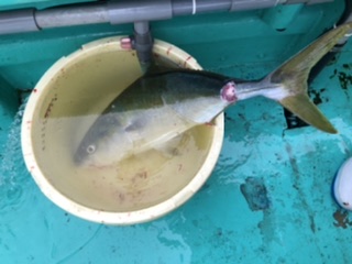 泉州丸さんでドカン