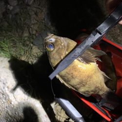 やっぱりめばめば太