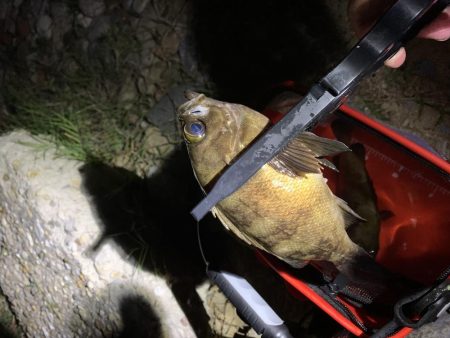 やっぱりめばめば太