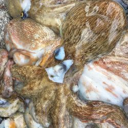 タコフィネスで7杯