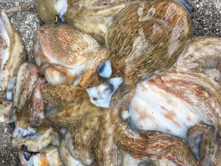 タコフィネスで７杯