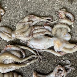 今年はタコ不漁