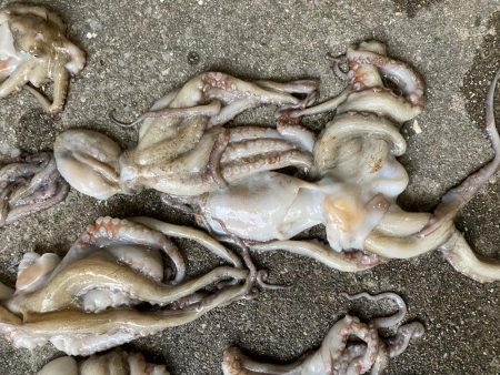 今年はタコ不漁