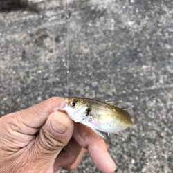 小豆サイズ豆アジ