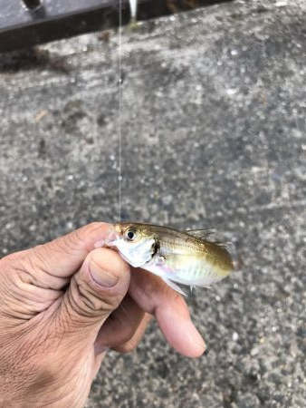 小豆サイズ豆アジ