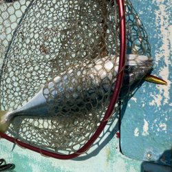 浅川沖でタイとツバス