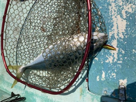 浅川沖でタイとツバス