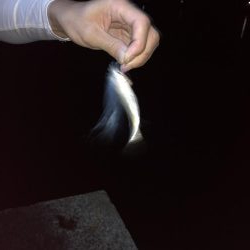 満月、大潮のはずが…