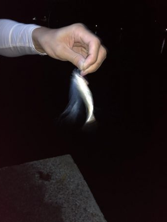 満月、大潮のはずが…