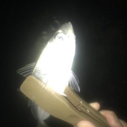 夜サビキで良型アジGET