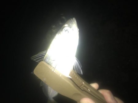 夜サビキで良型アジGET