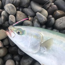 ダイソージグでハマチGET