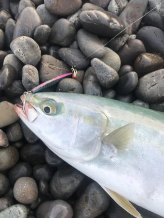 ダイソージグでハマチGET