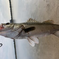 朝マヅメシーバス