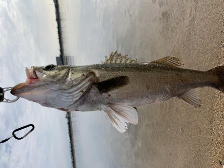 朝マヅメシーバス