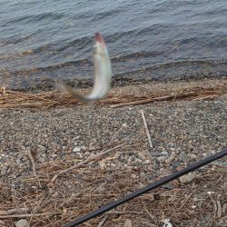 夕方の小鮎釣り