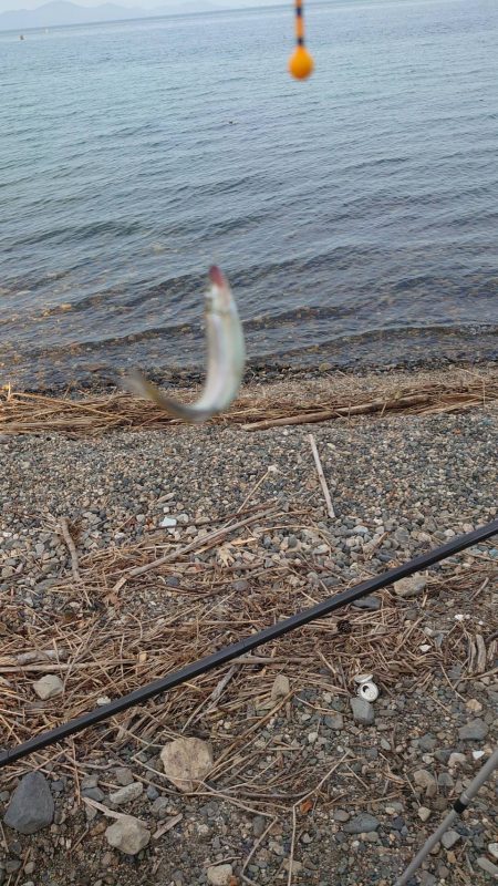 夕方の小鮎釣り